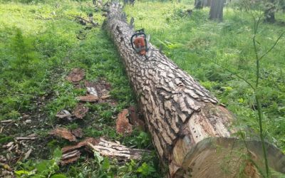 Спил и вырубка деревьев, корчевание пней - Магадан, цены, предложения специалистов